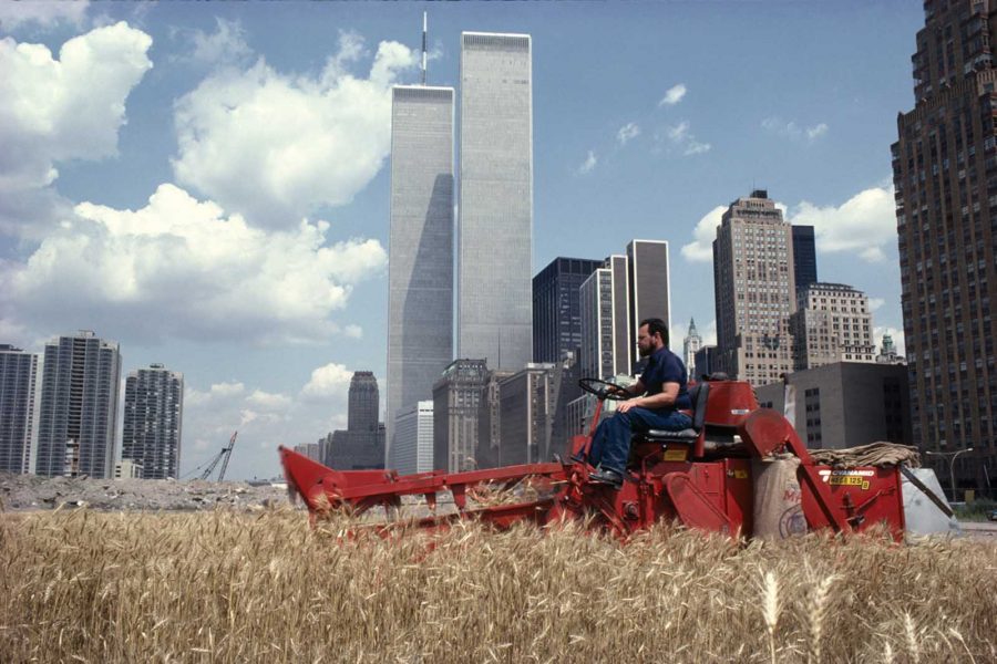 wheatfield campo di grano agnes denes manhattan raccolto