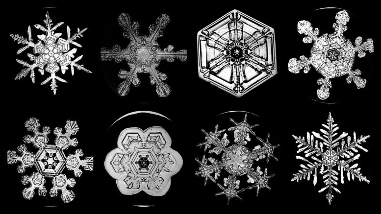 wilson bentley fiocchi di neve