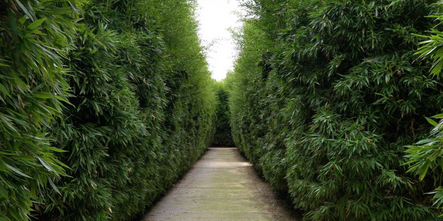 Labirinto della Masone Fontanellato Parma Franco Maria Ricci corridoio di bambù
