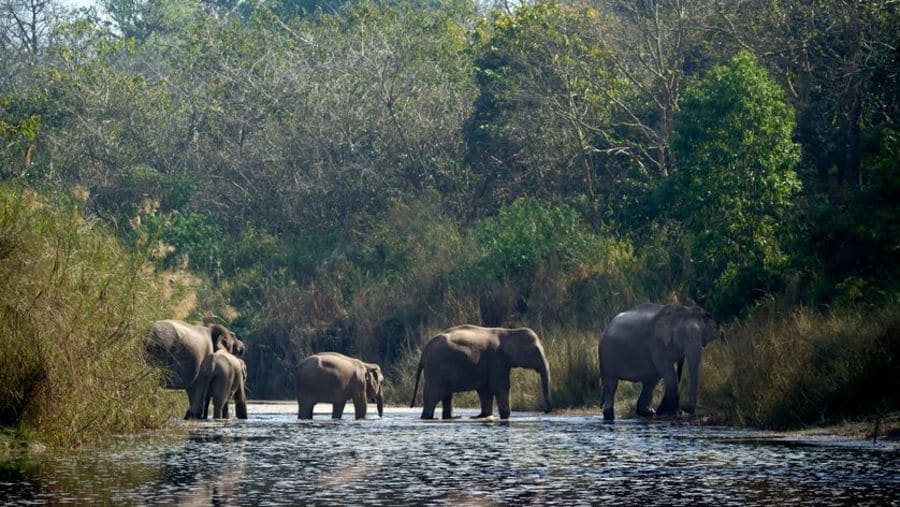 attraversamenti per animali - Terai Arc Landscape Tra India e Nepal