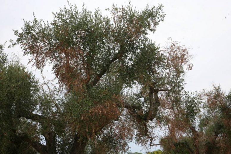 xylella