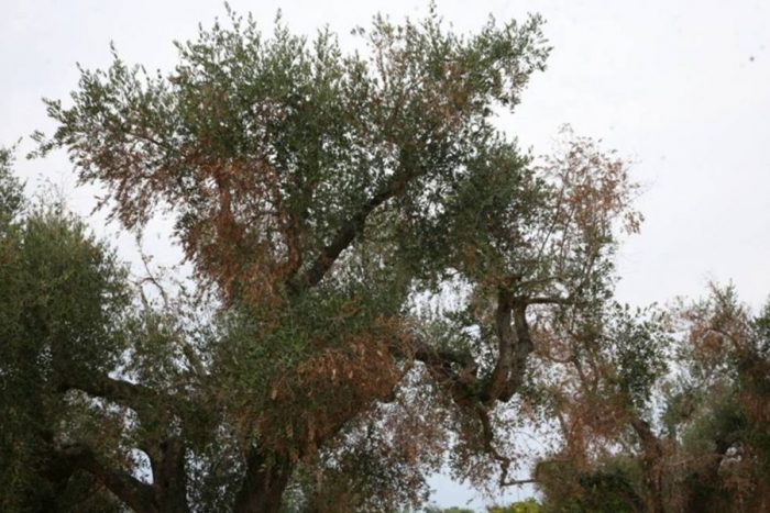 xylella