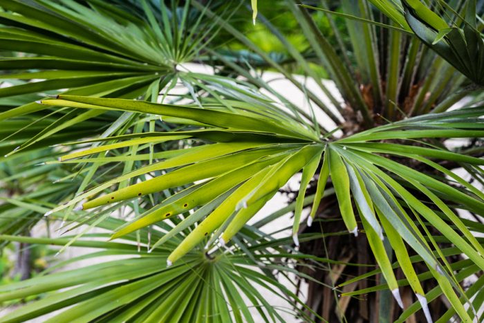 piante resistenti al vento e alla salsedine