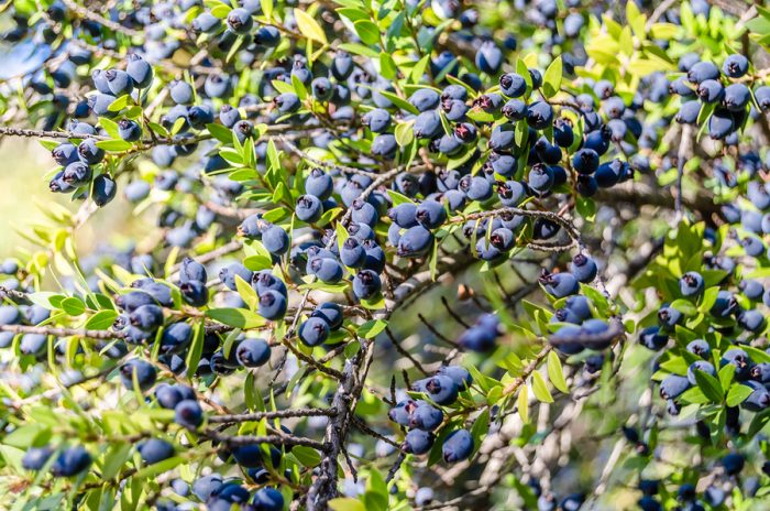 piante resistenti al vento e alla salsedine