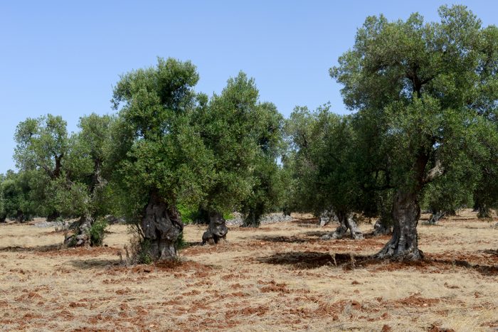 xylella