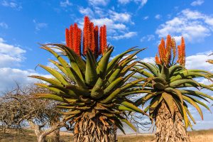 piante resistenti al vento e alla salsedine
