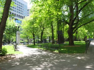 cambiamenti climatici gli alberi in città crescono più velocemente di quelli in campagna