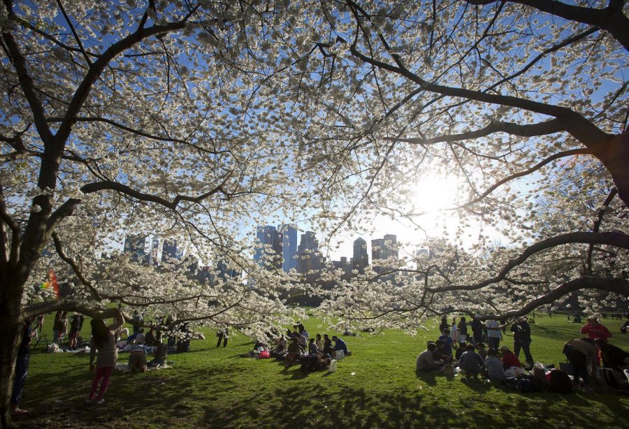 cambiamenti climatici gli alberi in città crescono più velocemente di quelli in campagna central park