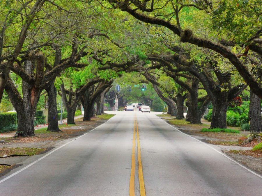 cambiamenti climatici gli alberi in città crescono più velocemente di quelli in campagna studio
