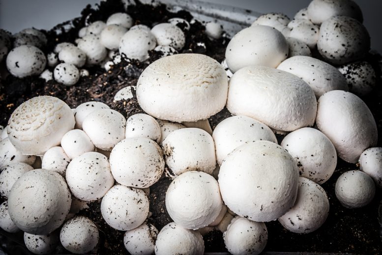 come coltivare funghi