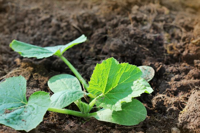 come coltivare le zucchine