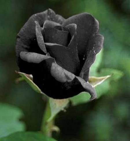 rosa nera