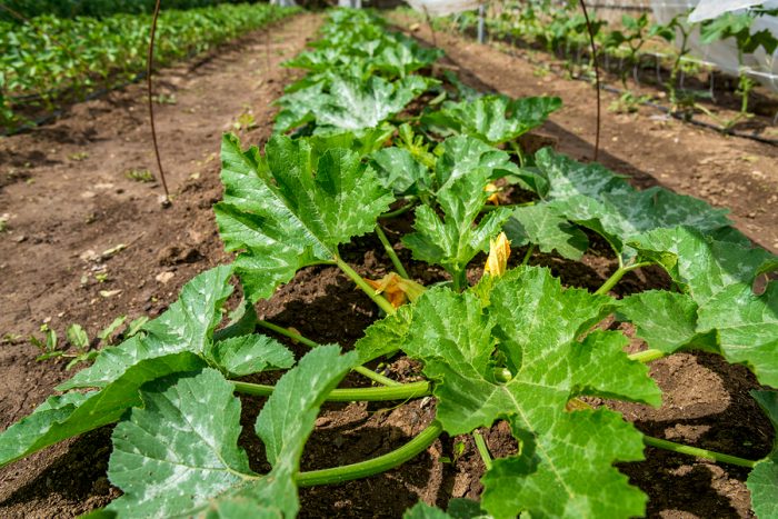 come coltivare le zucchine