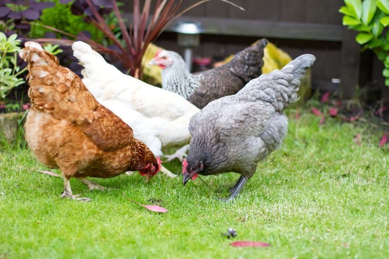 Allevare galline ovaiole in casa