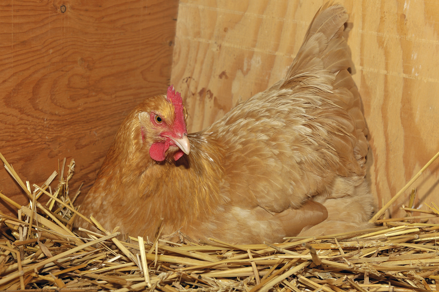 Allevare galline ovaiole in casa