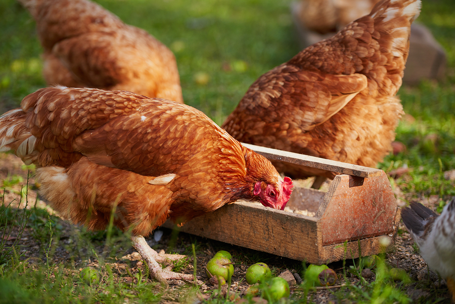 Allevare galline ovaiole in casa