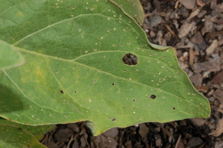 malattie delle melanzane