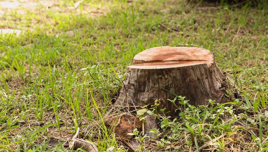 Aziende a servizio dell'ambiente