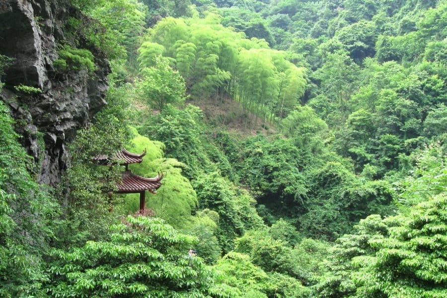 Inquinamento in Cina - Una foresta di bambù, esempio di riforestazione