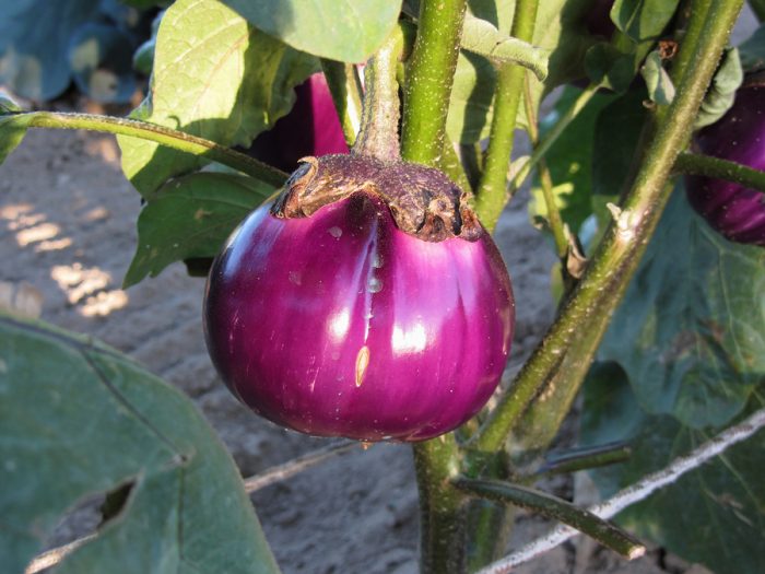 come coltivare le melanzane