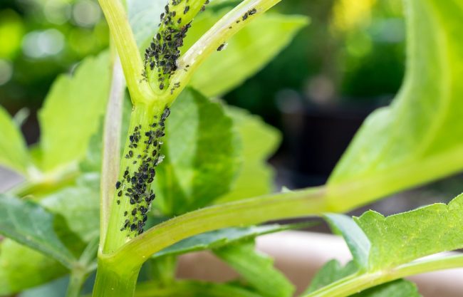 malattie delle zucchine