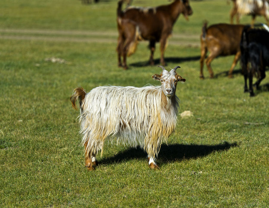 Allevare capre Cashmere