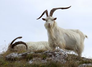 Allevare capre Cashmere