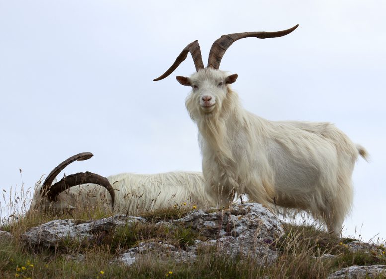 Allevare capre Cashmere