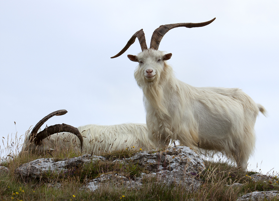Allevare capre Cashmere