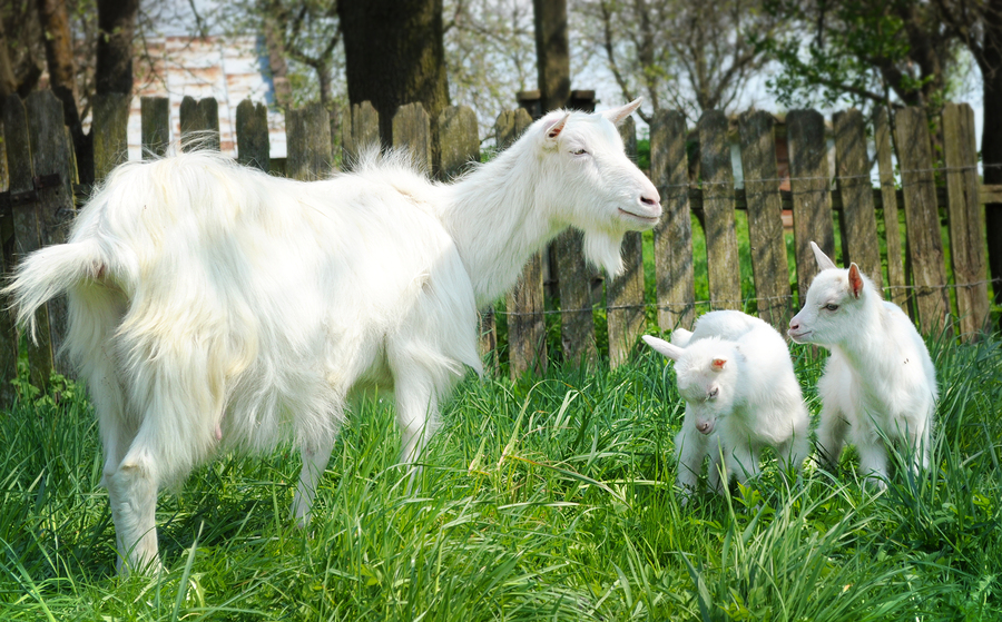 Allevare capre cashmere