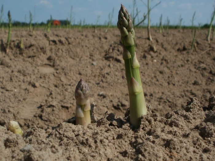 come coltivare gli asparagi