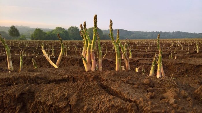 come coltivare gli asparagi