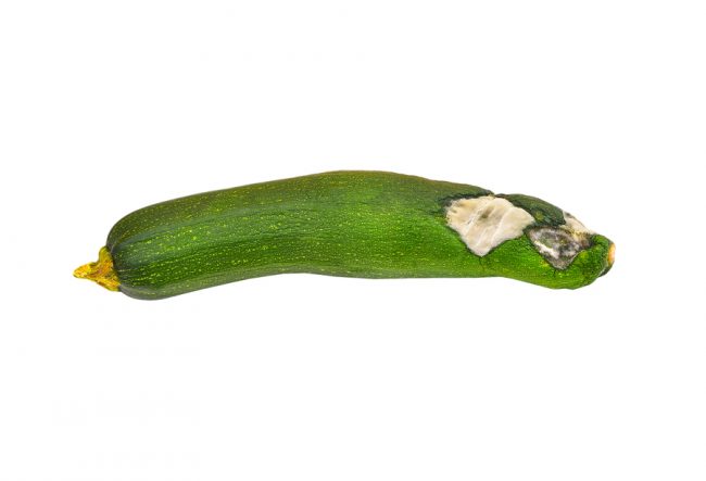 malattie delle zucchine