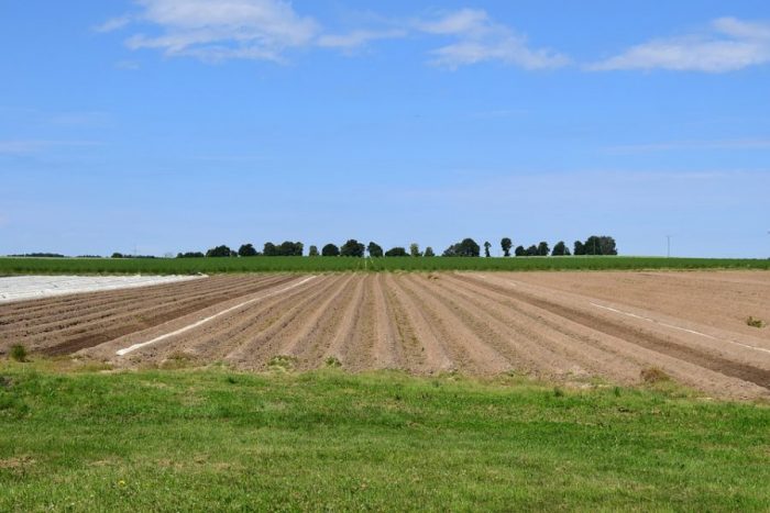 come coltivare gli asparagi
