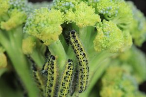 Come coltivare broccoli