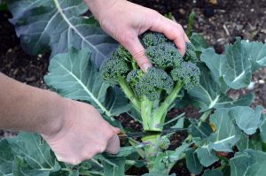 come coltivare broccoli
