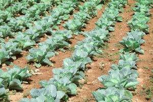 come coltivare broccoli