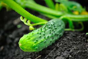 come coltivare cetrioli per il sottaceto