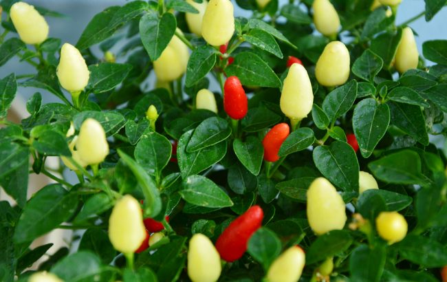 come coltivare il peperoncino