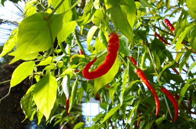 come coltivare il peperoncino