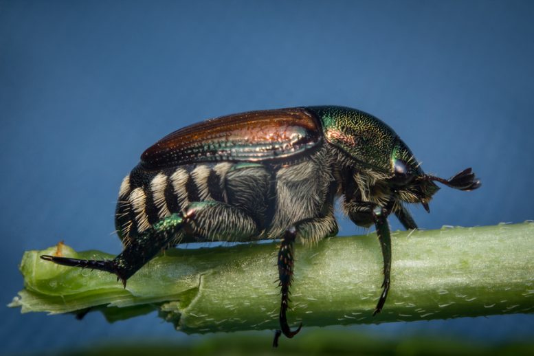 Popillia japonica