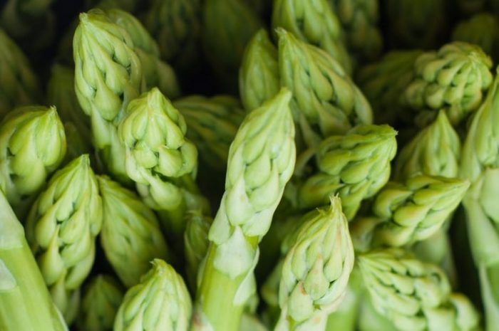 come coltivare gli asparagi