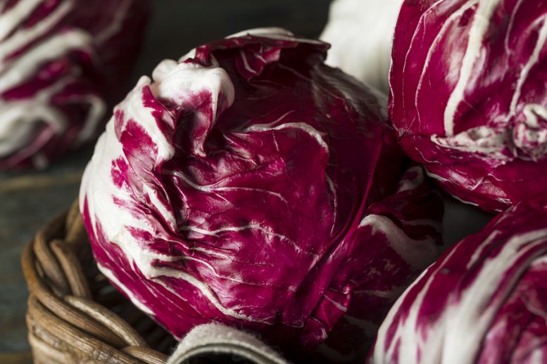 come coltivare il radicchio