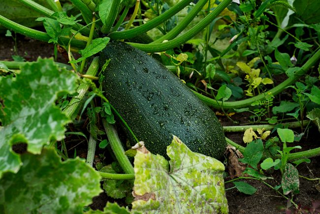 malattie delle zucchine