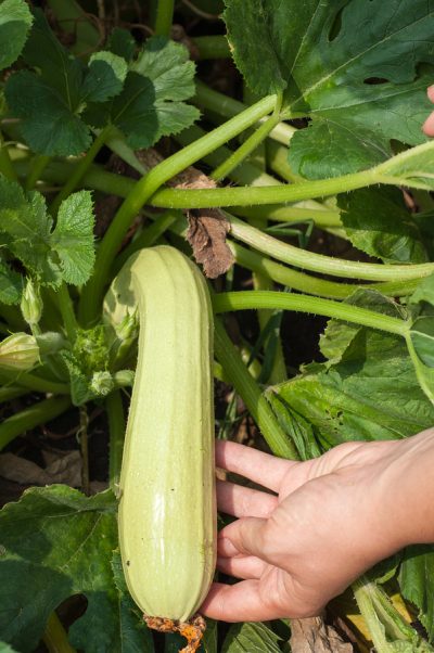 malattie delle zucchine