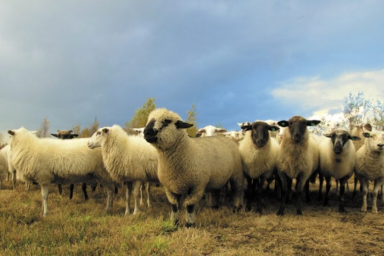 Allevamento di pecore da carne