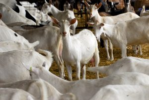 Capra Saanen quanto latte produce