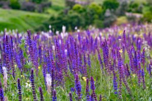 Come coltivare la salvia