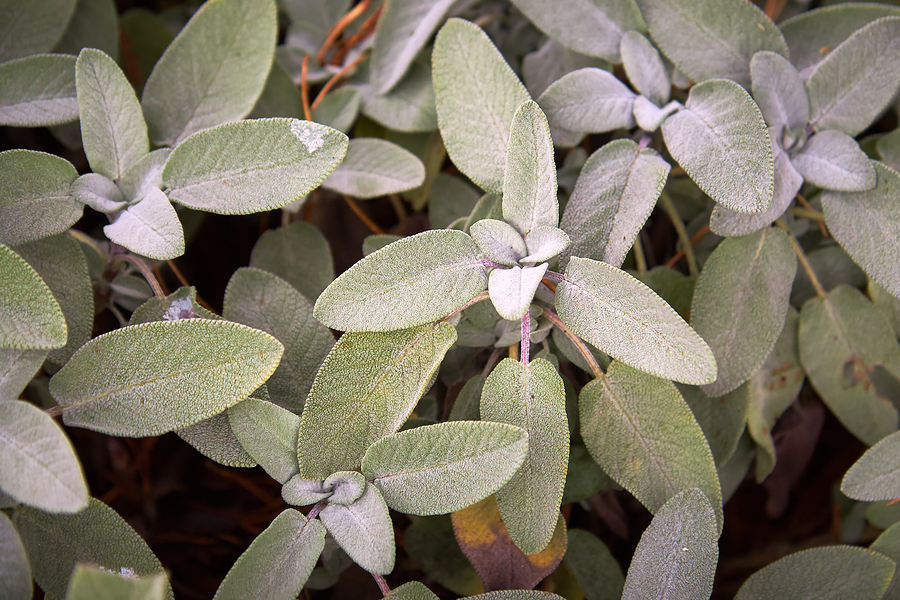 Come coltivare la salvia