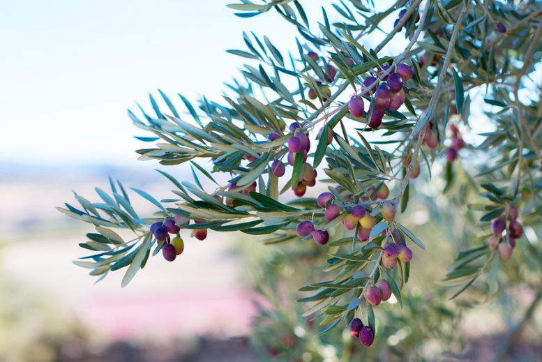 ramo di albero di olivo